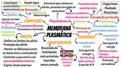 Membrana Plasm Tica Em Membrana Plasm Tica Mapas Mentais Membrana Hot