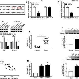 Mir Negatively Regulated Plk Expression In Esophageal Cancer