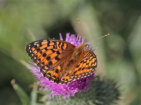 Großer Perlmuttfalter Speyeria aglaja fungaundfauna