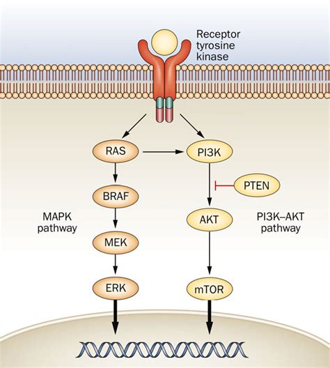 Figure From Upregulation Of The Pi K Akt Pathway In The Tumorigenesis