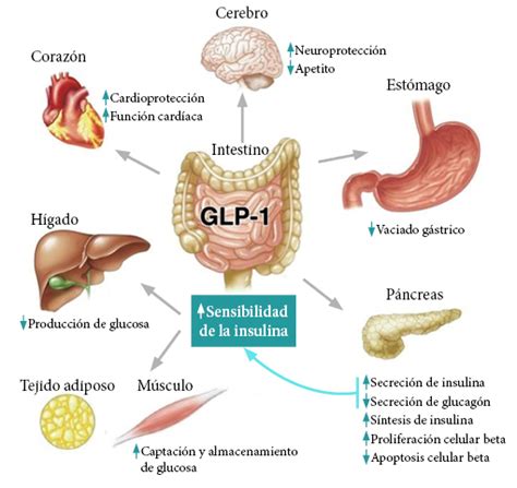 Efecto incretina. Fisiología. Efectos de los arGLP-1