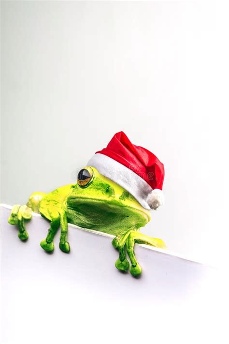 Christmas Frogs Stock Photos Free And Royalty Free Stock Photos From