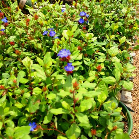 Dwarf hardy plumbago- ceratostigma plumbag. | Plants, Cool plants, Hardy