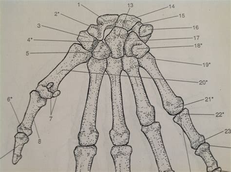 Page 22 Palmar View Of The Bones And Bony Landmarks Of The Right Hand Flashcards Quizlet