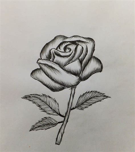 How To Draw A Rose Easy For Roses Drawing Rose Drawing Simple Rose