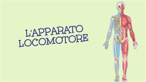 L Apparato Locomotore