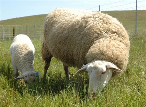 East Friesian Sheep Sheep Breeds