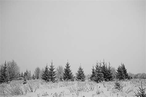 Premium Photo | Winter forest snow white background