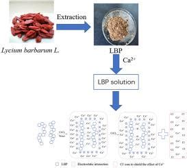 Effect Of Calcium Ions On Rheological Properties And Structure Of