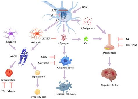 Schematic diagram of Aβ generation and possible mechanism of