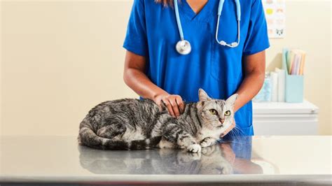 Pet Emergency When To Take Your Cat To The Vet Bechewy Pet