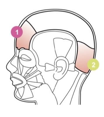 Scalp Muscles Diagram | Quizlet