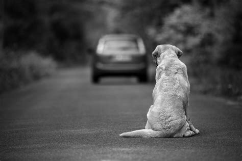 Cane Amstaff La Guida Completa Alla Razza ArcaMagazine