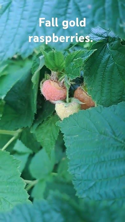 Delicious Fall Gold Raspberries Gardening Youtube