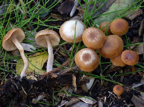 Psilocybe cyanescens lookalikes - Fungiflora