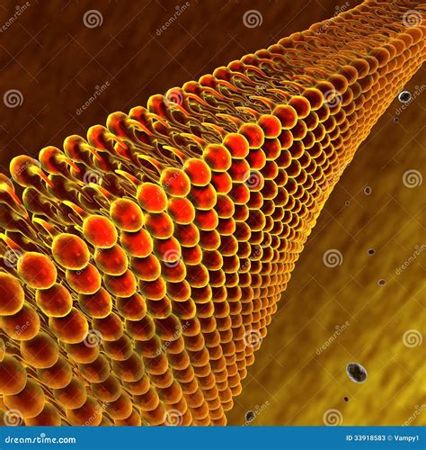 Lipids And Fats Viewed Under A Microscope Stock Photos Image 33918583