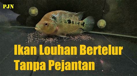 Proses Ikan Louhan Kamfa Bertelur Di Aquarium Ikan Louhan Bertelur