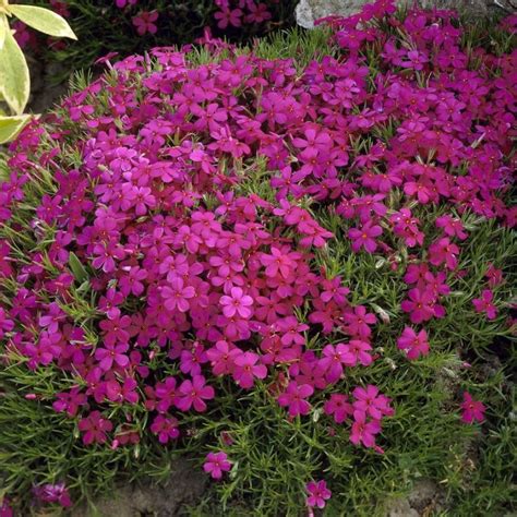 Vlambloem Phlox Douglasii Red Admiral Kopen