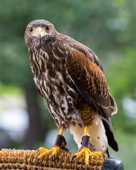 Harris's Hawk - Lindsay Wildlife Experience