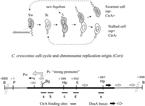 The C Crescentus Dimorphic Cell Cycle And The Chromosome Replication