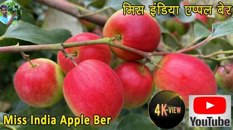 Bol Sundari Apple Ber Miss India Apple Ber Plant Nishatnursery