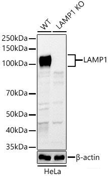 High Affinity And Specificity KO Validated LAMP1 Polyclonal Antibody