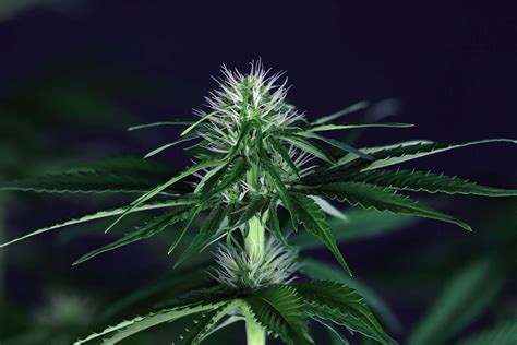 Doctor Seedsman CBD 30:1 Fem Seeds | Seedsman | Cannabis Seeds