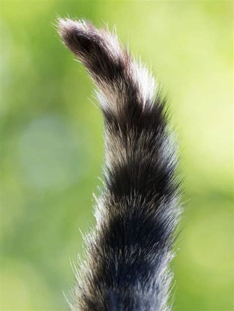 Cat Tail Questions Answered Better With Cats