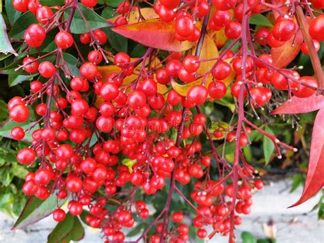 Sprigs of Red Berries Nandina Stock Photo - Image of bamboo, domestica ...