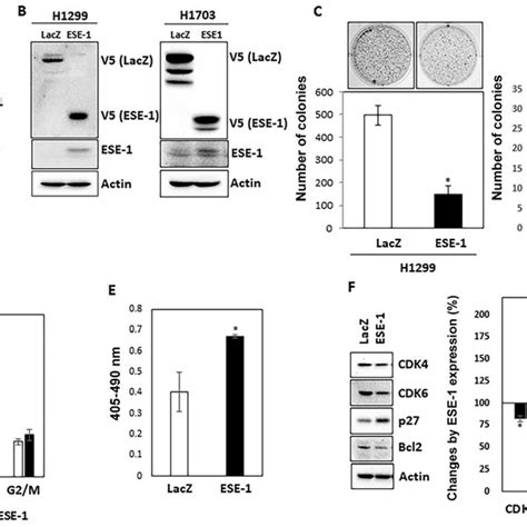 ESE 1 Suppresses Anchorage Independent Growth Of Human NSCLC Cells A