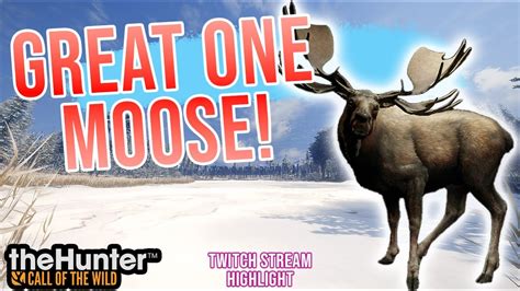 Finding The Great One Moose In Cotw Youtube