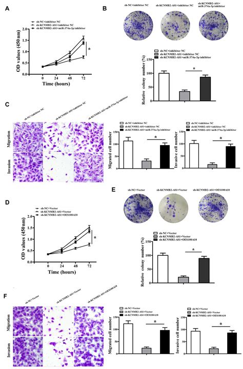 Frontiers Kcnmb As Promotes Bladder Cancer Progression Through