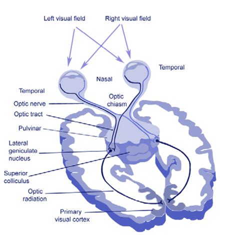 The main visual pathway. The optic nerve is composed by the axons of ...