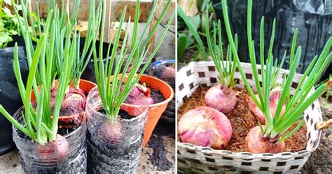 Bawang Kat Dapur Yang Dah Naik Jambul Baik Terus Tanam Nak Daun