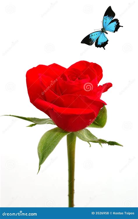 Red Silky Rose With Blue Butterfly Stock Photo Image Of Makroshot