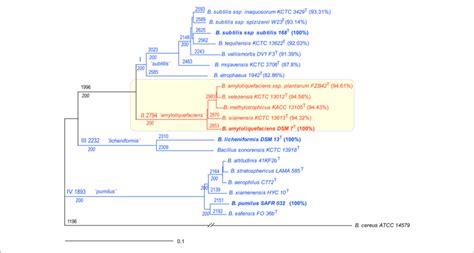 Bacillus Subtilis Taxonomy