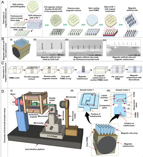 Engineers create artificial cilia at the microscale