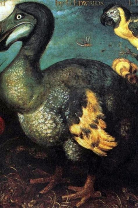 The Dodo The History And Legacy Of The Extinct Flightless Bird Siapp