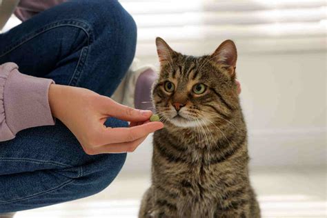 Effects of antibiotics on fecal and serum metabolic profiles in cats