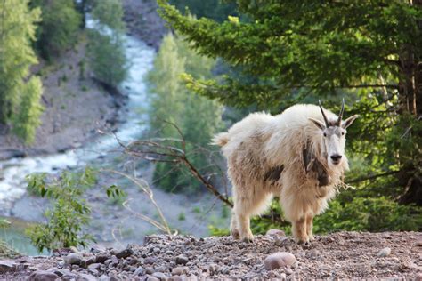 Ch Vres De Montagne Glacier National Park Mt Rove Me