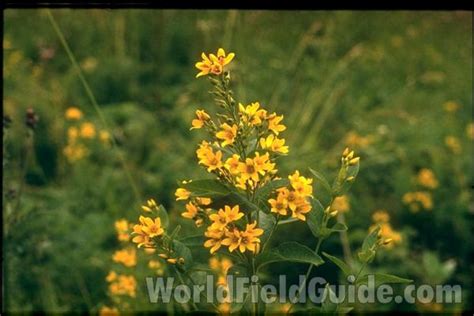 Over 15000 Color Images Of World Wide Plant And