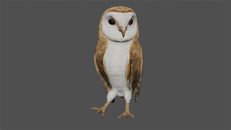 Barn Owl 3d Model Rigged And Low Poly 3d Model Team 3d Yard