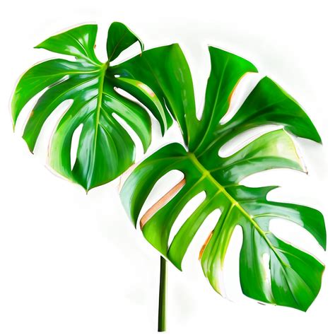 Download Cut Out Monstera Leaf Png Gna26 | Wallpapers.com