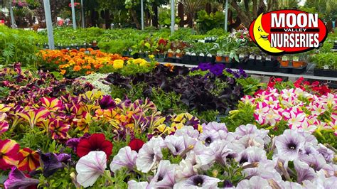 Choose The Best Heat Tolerant Annuals For Summer