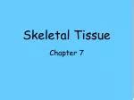 PPT Chapter 6 Bone And Skeletal Tissue PowerPoint Presentation Free