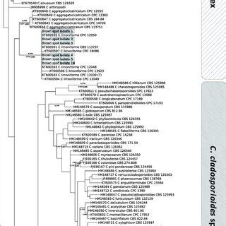 Maximum Likelihood Tree Inferred From Partial Sequences Of The Actin