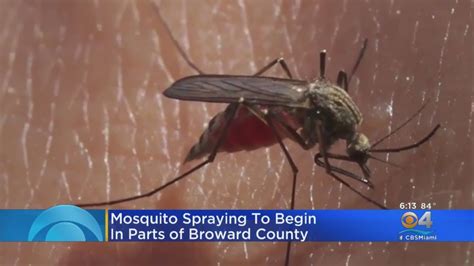 Spraying To Kill Disease Carrying Mosquito Set To Begin In Broward