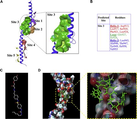 A Novel Inhibitor L Efficiently Blocks C Mycmax