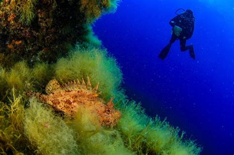 Coral Forests Thrive Near Sicilys Underwater Volcanoes