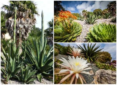 England Isle Of Wight Ventnor Botanical Gardens British Cactus And